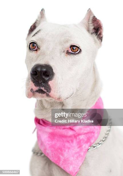 profile of a dogo argentino - dogo stock pictures, royalty-free photos & images