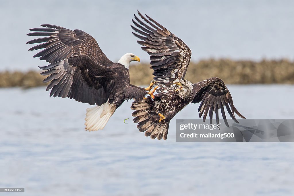 Bald Eagle