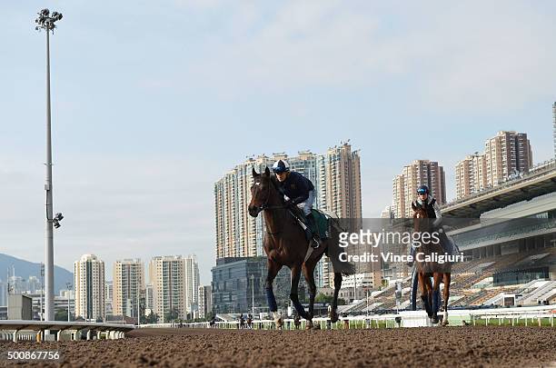 Flintshire and Esoterique from France gallop on the All Weather Track during a trackwork session at Sha Tin Racecouse on December 11, 2015 in Hong...