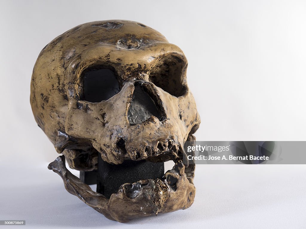 Skull of a Homo sapiens neanderthalensis