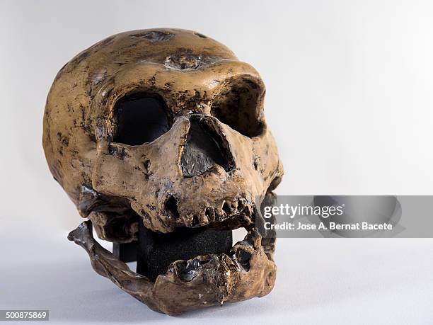 skull of a homo sapiens neanderthalensis - ネアンデルタール人 ストックフォトと画像