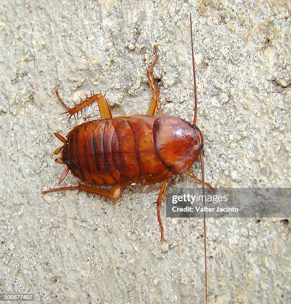 american cockroach (periplaneta americana) - american cockroach stock pictures, royalty-free photos & images