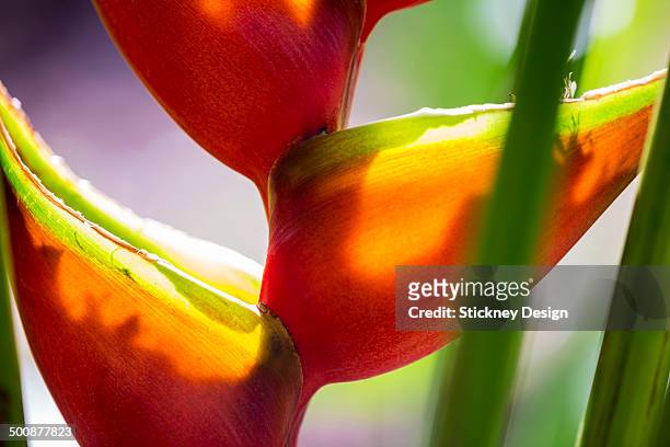 balisier heliconia plant closeup macro bright red - heliconia bihai stock pictures, royalty-free photos & images
