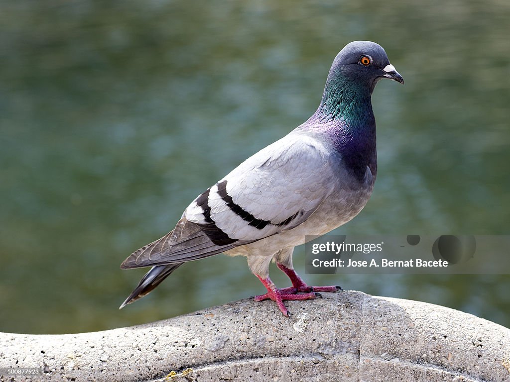 Pigeon perched in a public park