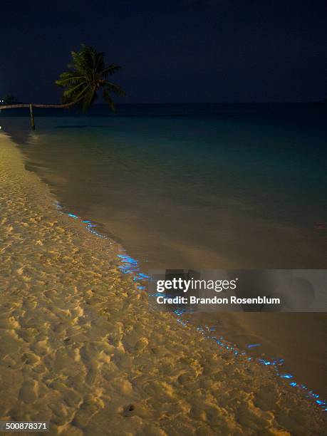 bioluminescent phytoplankton - waters edge stock pictures, royalty-free photos & images