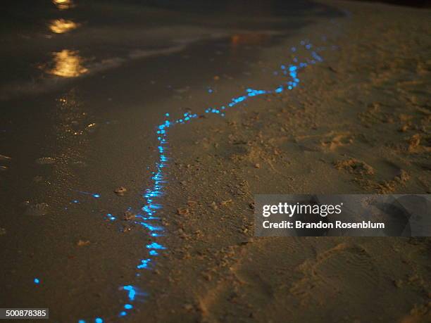 bioluminescent phytoplankton - bioluminescência imagens e fotografias de stock