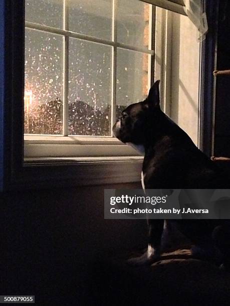 boston terrier watching the storm outside - storm outside window stock pictures, royalty-free photos & images