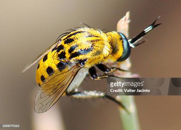 bee fly (toxophora fasciculata) - fasciculata stock pictures, royalty-free photos & images