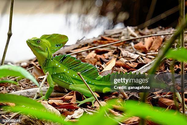 basilisk - cahuita stock pictures, royalty-free photos & images