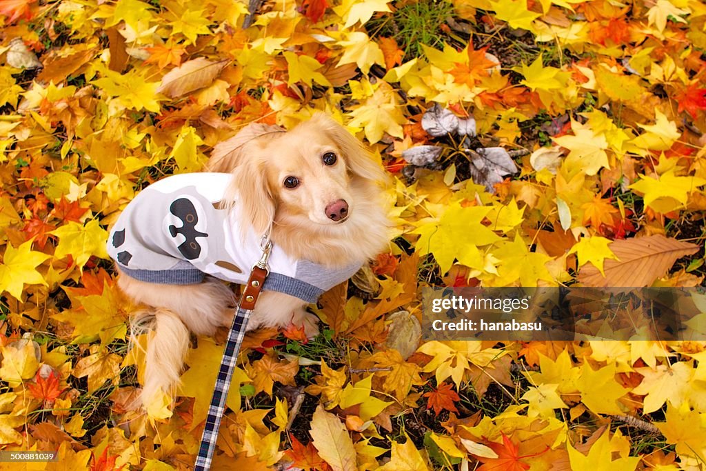 Dog and yellow leaves