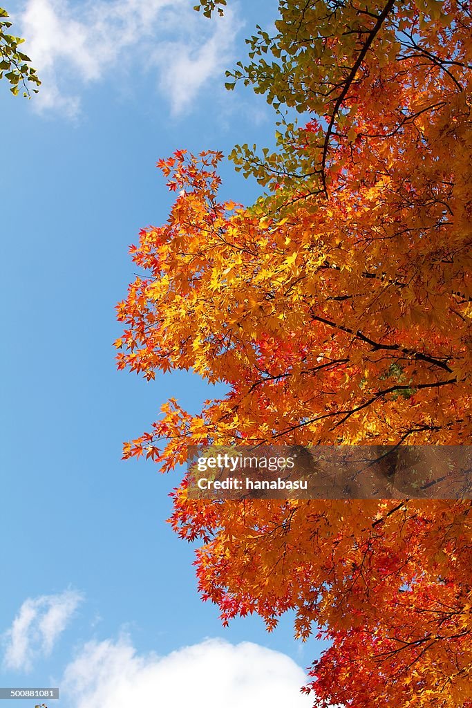 Autumn color of leaves
