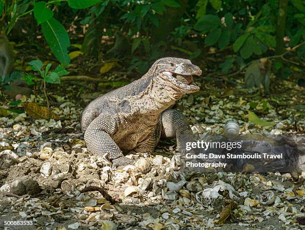 monitor lizard eating a turtle egg - oeuf de tortue photos et images de collection