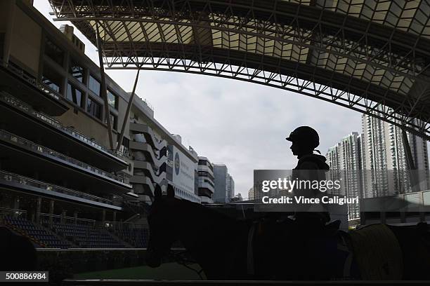 Esoterique from France walks around the parade ring after a trackwork session at Sha Tin Racecouse on December 11, 2015 in Hong Kong, Hong Kong.