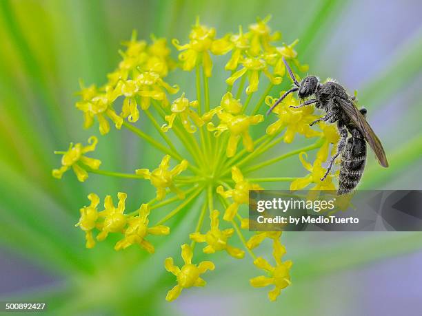 scoliid wasp - scolia stock pictures, royalty-free photos & images