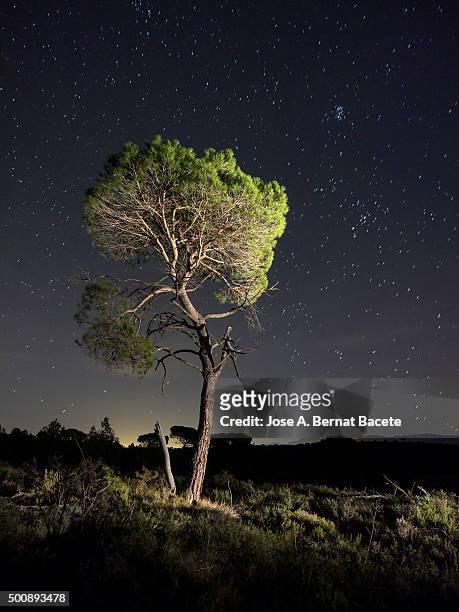 solitary tree (pine),  in the mountain in the night, illuminated by the full moon. - baumkrone stock-fotos und bilder