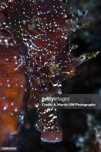 seahorse portrait - hippocampus ramulosus stock pictures, royalty-free photos & images