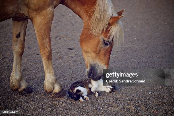 true friends - gumpoldskirchen stock pictures, royalty-free photos & images