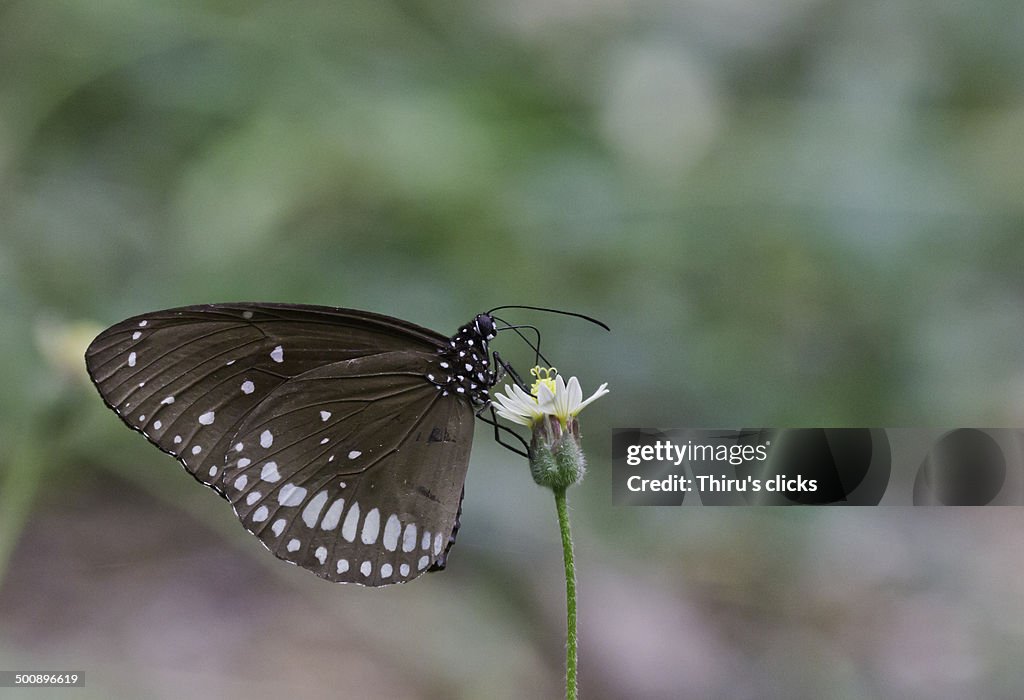 Nectar sucking butterfly