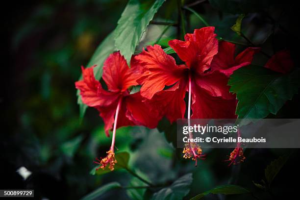 red hibicus flowers - hibicus stockfoto's en -beelden