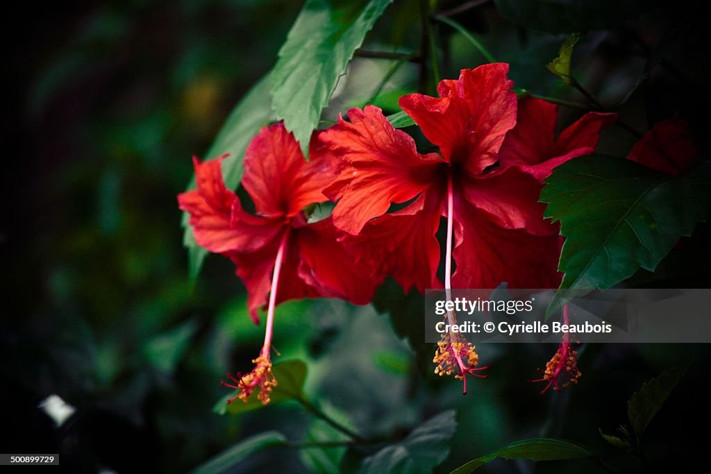 Red hibicus flowers