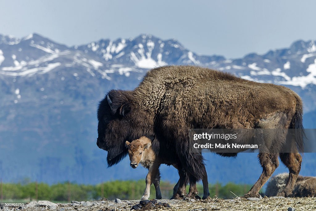 Wood Bison calf