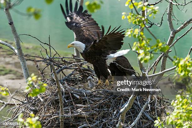 Baby Bald Eagle Photos And Premium High Res Pictures Getty Images baby-bald-eagle-photos-and-premium-high-res-pictures-getty-images