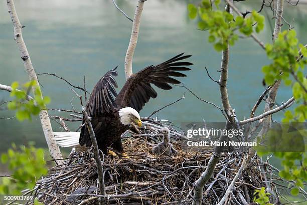 nesting bald eagle with baby - nid photos et images de collection