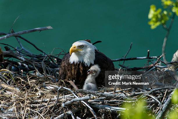 nesting bald eagle with baby - bald eagle stock-fotos und bilder