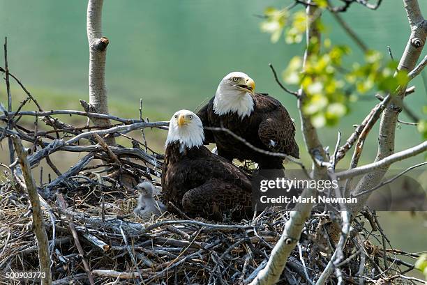 87 Bald Eagle Baby Stock Photos High Res Pictures And Images Getty 87-bald-eagle-baby-stock-photos-high-res-pictures-and-images-getty