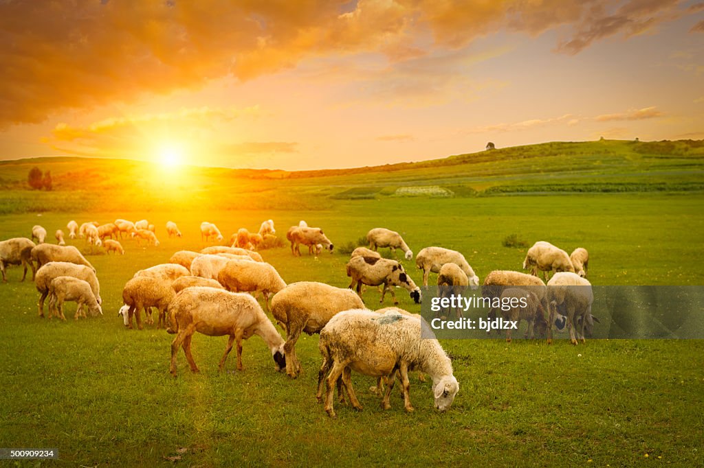 Herd of sheep