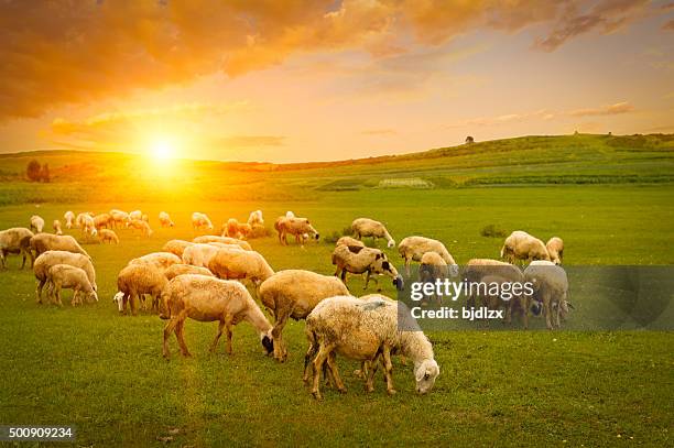 herd of sheep - sheep field stock pictures, royalty-free photos & images