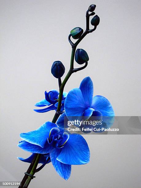 beautiful blossoming branch blue orchid flower - orchid flower stockfoto's en -beelden