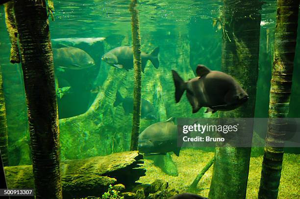 pacu fish - pacu fish stock pictures, royalty-free photos & images