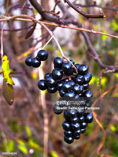 close up of a branch of european elderberry - low hanging fruit stock pictures, royalty-free photos & images