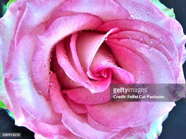 close up of a rose with water drops - rose fleur stock pictures, royalty-free photos & images