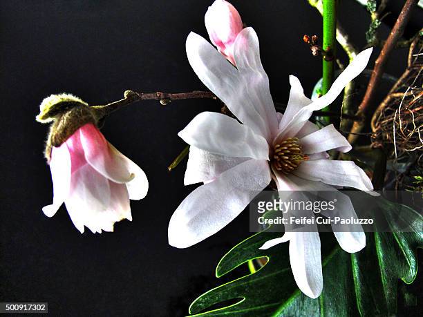 close up of white magnolia stellata flower - star magnolia trees stock pictures, royalty-free photos & images