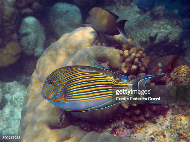 blue and yellow striped surgeonfis - pesce chirurgo foto e immagini stock