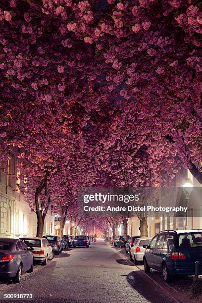 cherry blossom treetunnel - flower blossom fotografías e imágenes de stock