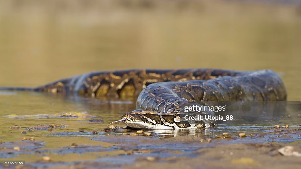 Asian Python em rio no Nepal