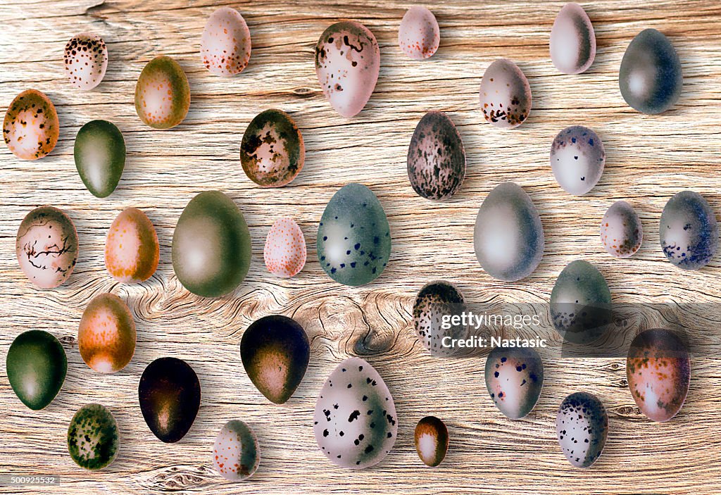 Eggs of birds in front of wood background