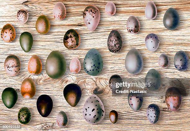 eggs of birds in front of wood background - spotted turtle stock illustrations