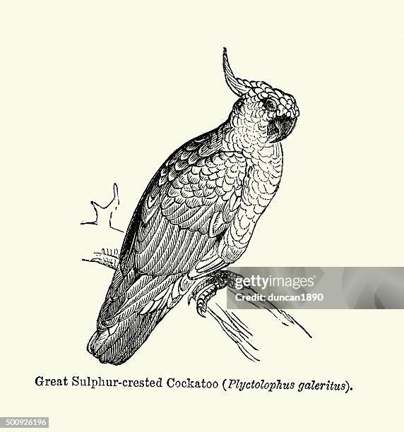 natural history - birds - great sulphur crested cockatoo - sulphur crested cockatoo stock illustrations