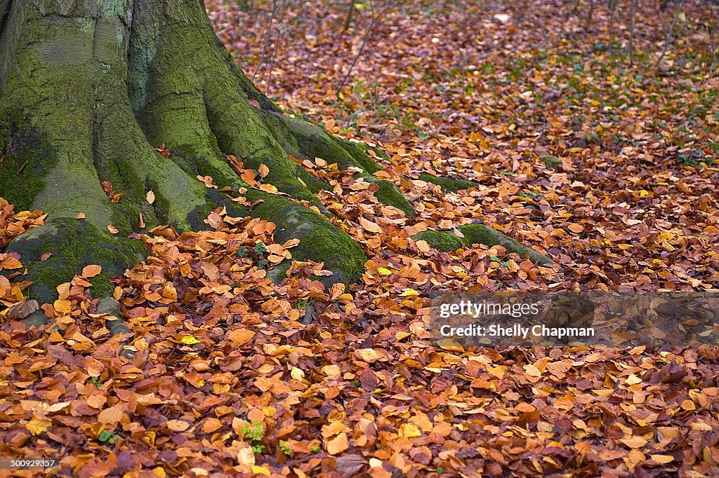 Tree roots in the autumn