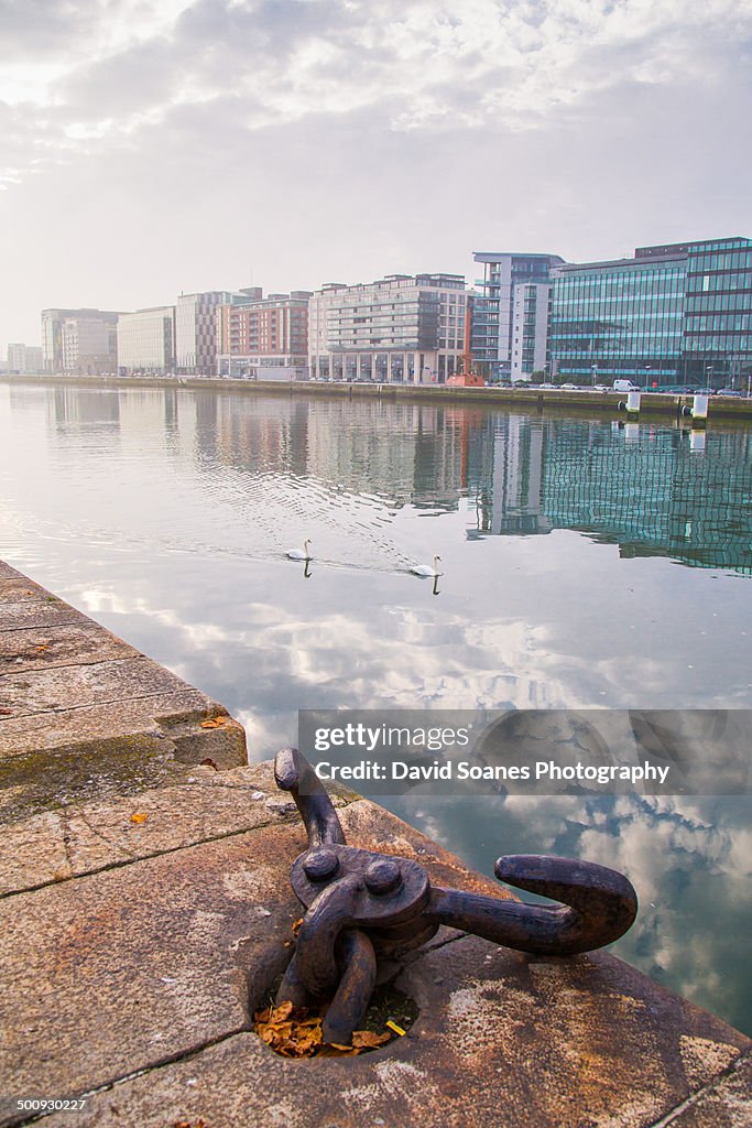 Swans on the River Liffey