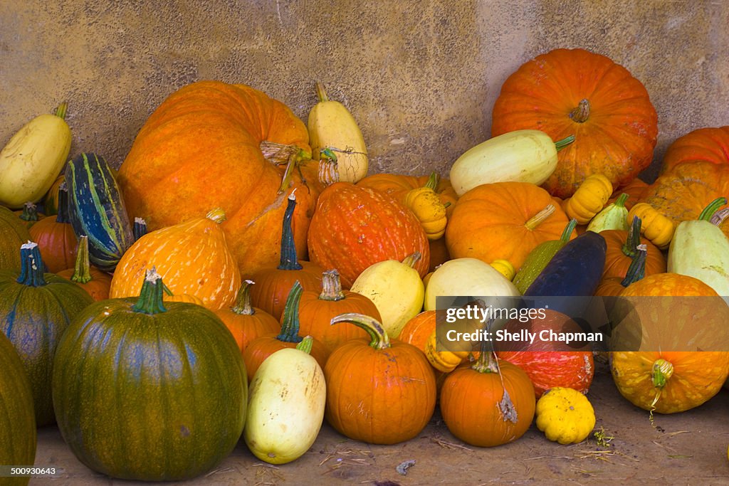 Abundance of Pumpkins