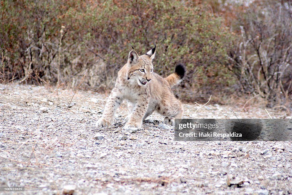 Lynx