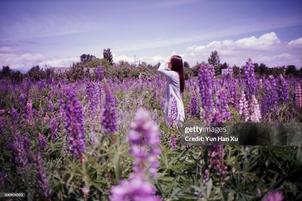 A Girl Standing in the Lupin Field