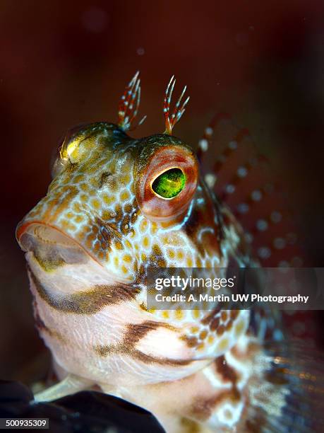 bleny fish portrait - blenny stock pictures, royalty-free photos & images