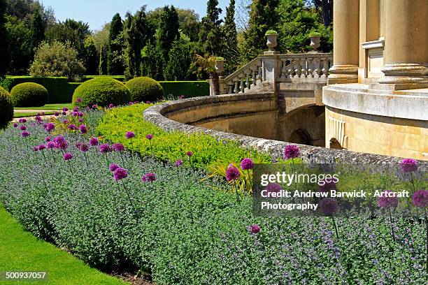 alium and box hedge border - alium stockfoto's en -beelden