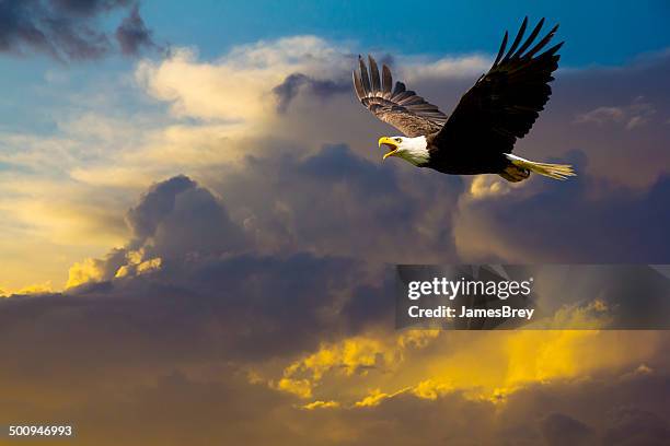 american bald eagle flying in spectacular dramatic sky - birds of prey a night of music and mayhem in harleywood stockfoto's en -beelden